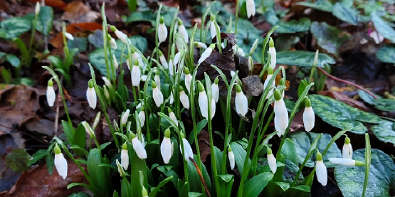 Аномальное тепло в Орловской области удивляет жителей  