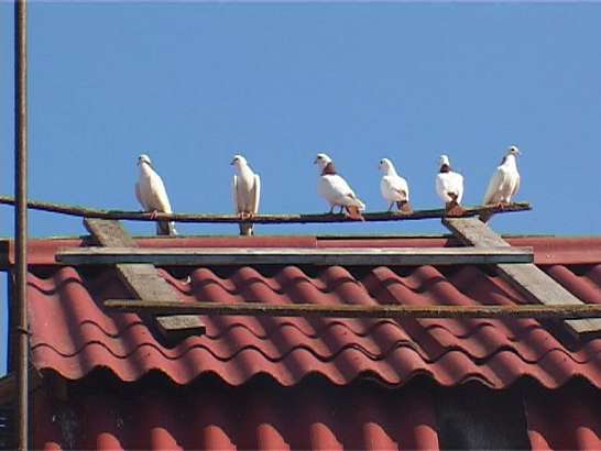 100 птиц счастья: секреты орловского голубевода 