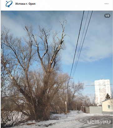 Странности опиловки в Орле продолжаются.