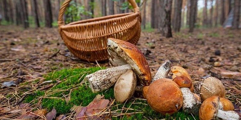 В орловских лесах потерялся грибник В орловских лесах потерялся грибник