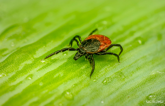 В Орловской области от укусов клещей пострадали 321 человек