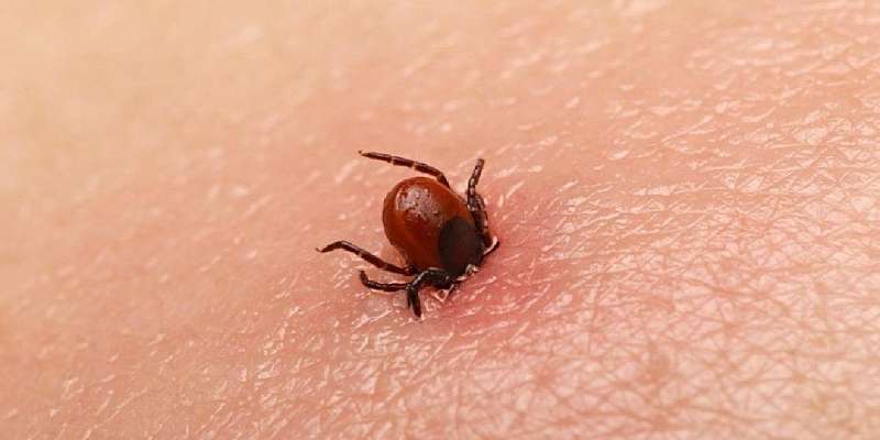 На Орловщине почти на 30 % снизилось число пострадавших от укусов клещей