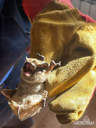 Орловские спасатели дважды выезжали на обращения по поводу летучих мышей, залетевших в квартиру 