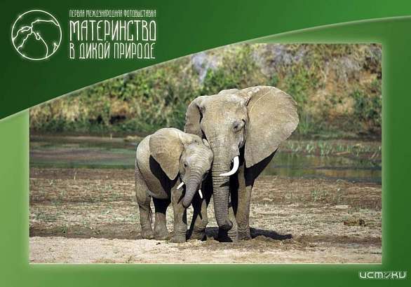 В Орле откроется фотовыставка "Материнство в дикой природе" (0+)