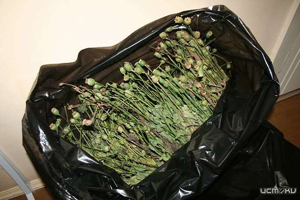 В Дмитровском районе у мужчины нашли сто граммов маковой соломы В Дмитровском районе у мужчины нашли сто граммов маковой соломы