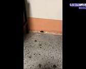 Видео: в поликлинике № 2 орловчанам составила компанию в очереди мышь