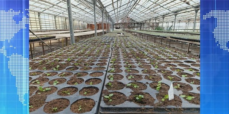 На клумбах Орла высадят 360 тысяч цветов. Экспресс - новости.