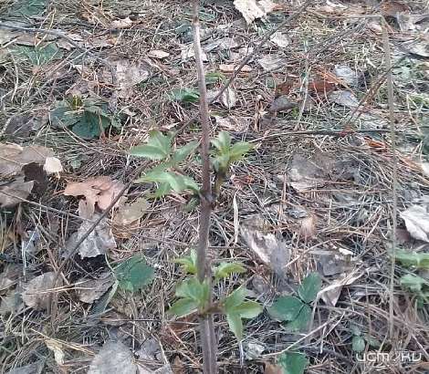 Народный корреспондент получил от «Истоков» билеты в кино за весеннее фото