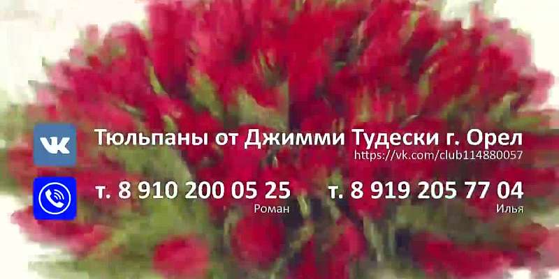 Огромный выбор сортовых тюльпанов от производителя!