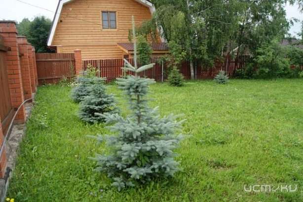 Дачный участок