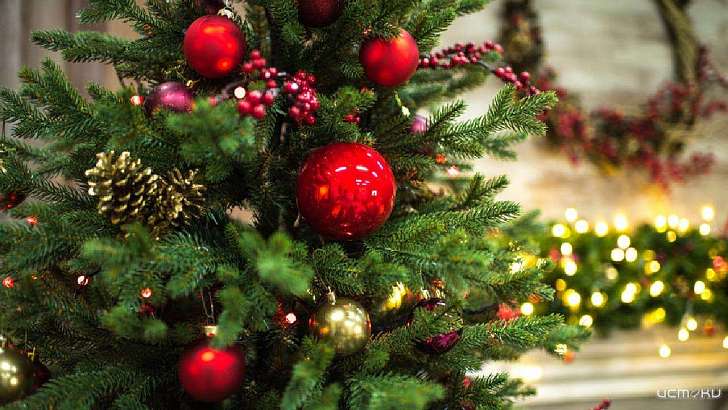 Советы орловчанам: куда деть елку после новогодних праздников