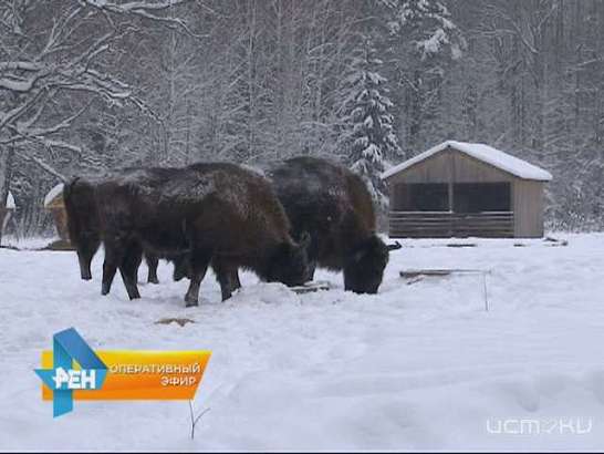  Санитарная рубка или браконьерство? Свою точку зрения в нашумевшем скандале высказали в Орловском полесье