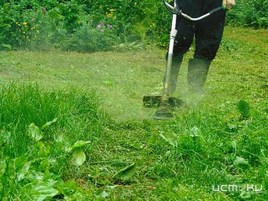 Парахин: «Город будет покошен в срок»