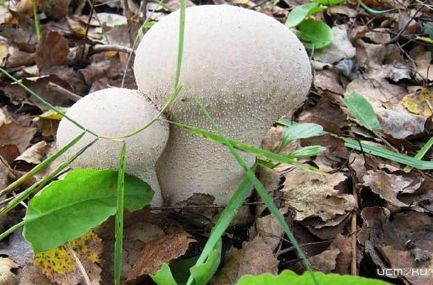 В Орловской области произошло уже шесть случаев отравления грибами