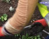 Орел готовится к лету: где уже прибавилось цветов, а где только планируется озеленение