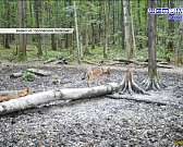 Сквер Маяковского в центре Орла никому не нужен, на орловской трассе в лобовом столкновении погиб пожилой водитель, ФК "Орёл" продолжает гонку за золо...