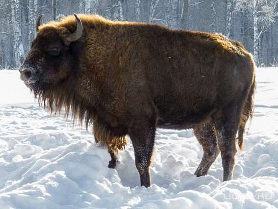 Жители Орловской области подарят зубрам зиму