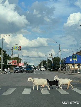 Козлы освоили ПДД лучше некоторых орловских пешеходов