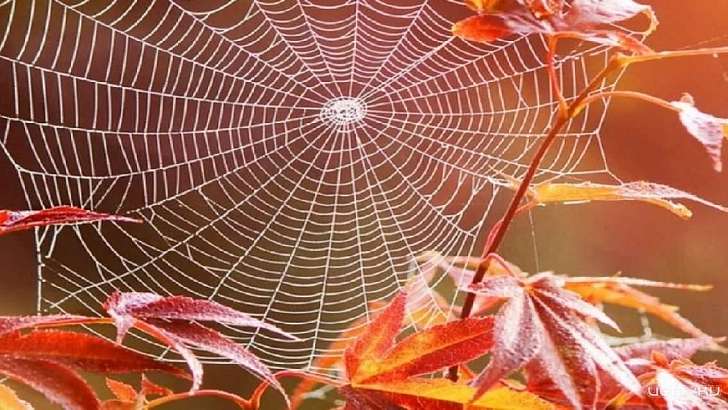 Новая волна бабьего лета в Орле: среда будет теплой и сухой