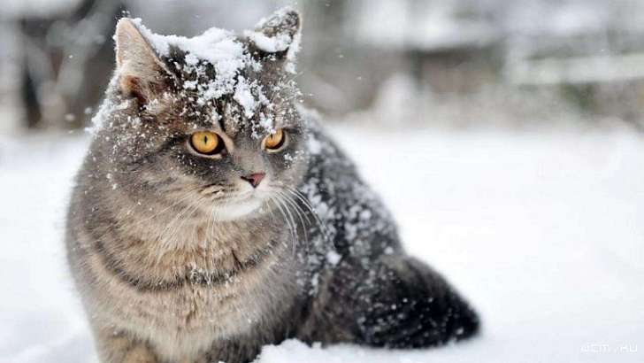 24 декабря в Орле обещает быть снежным и холодным 