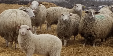 Россельхознадзор выявил нарушения ветеринарных норм на фермах ЗАО «Куракинское»