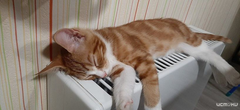 Три района Орла остались без отопления и горячей воды из-за ЧП на ТЭЦ Три района Орла остались без отопления и горячей воды из-за ЧП на ТЭЦ