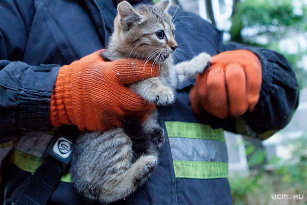 Спасатели оказали помощь обессиленной кошке