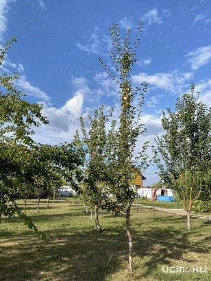 Зачем поливать сад в ноябре? 