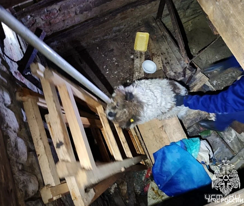 Любопытного пса пришлось вызволять орловским спасателям