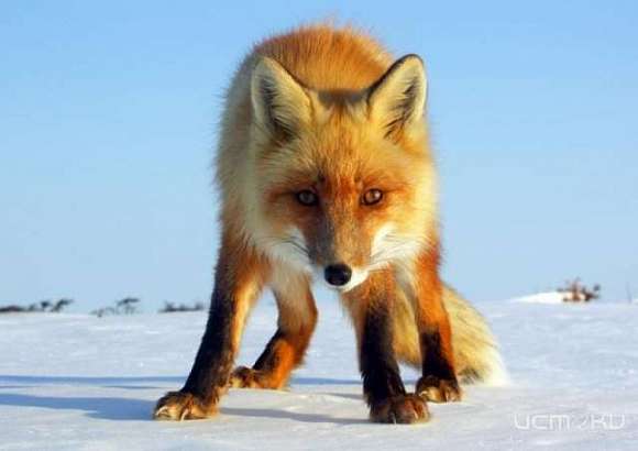 Во Мценском районе у лисы нашли бешенство