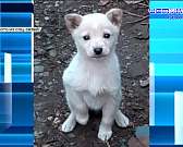 Лежнев отказался от поединка с орловским активистом. Ко Дню матери многодетные семьи из Орла и области получат памятные медали. Об этом и не только в ...