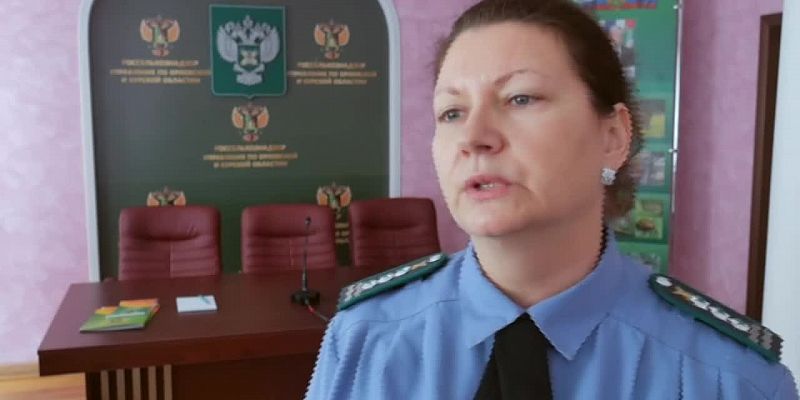 насколько опасна африканская чума свиней