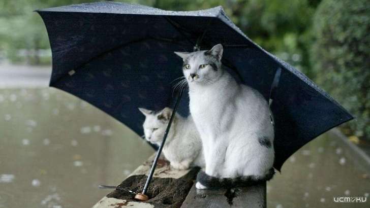 Сегодня орловчанам понадобится зонт: понедельник будет дождливым и хмурым