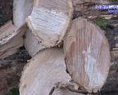 Лишение Орла "зелёных легких" продолжается. Жители обеспокоились вырубкой деревьев в Овсянниковском лесу. Мнения разделились