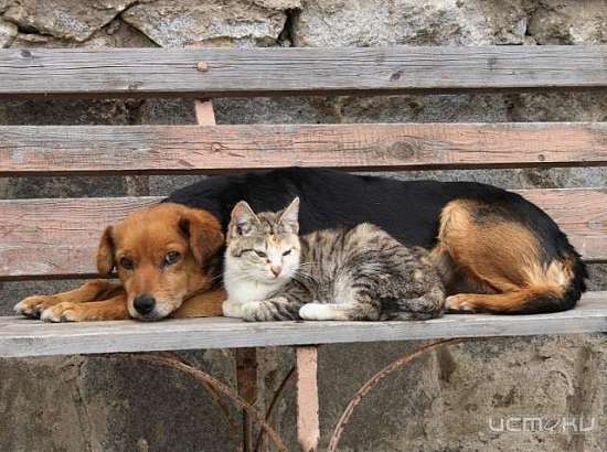  Жители Ливен планируют провести митинг в защиту прав бездомных животных