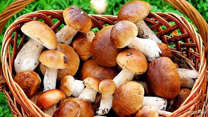 На Орловщине девять человек отравились поплавушками и толкачиками