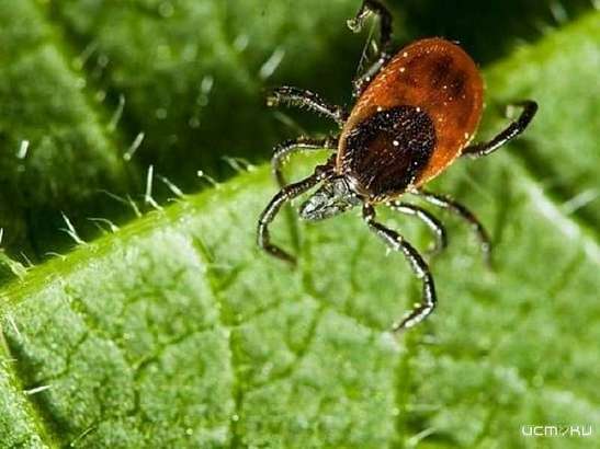 В Орловской области уже 13 жителей заразились болезнью Лайма