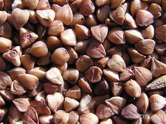 В Орловской области построят завод по выпуску гречневой крупы