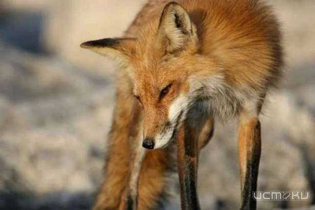 На дороге Орёл - Ефремов введён карантин по бешенству животных.