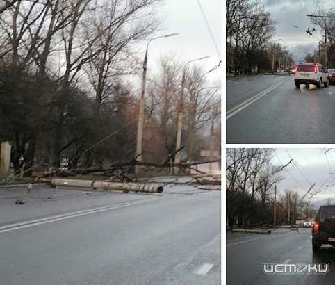 Глазами очевидцев: в Орле упавшее дерево уронило опору электропередач