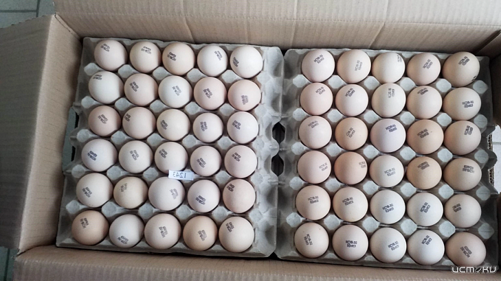 Впервые в Орловскую область ввезены инкубационные яйца кур из Турции