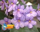 Выставка фиалок в библиотеке им. И.А. Бунина