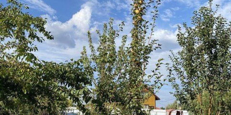 Зачем поливать сад в ноябре? 