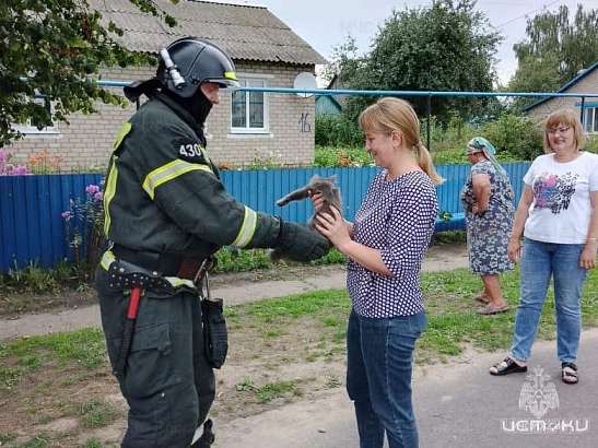 В Дмитровском районе успешно спасён ещё один кот В Дмитровском районе успешно спасён ещё один кот