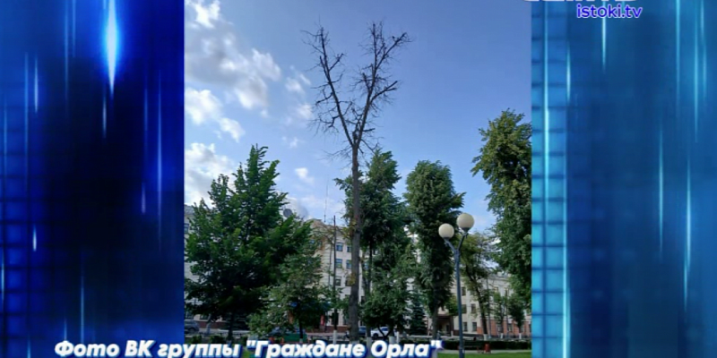 "Граждане Орла" поделились фото из сквера танкистов и там, как не трудно догадаться - беспощадная опиловка! "Граждане Орла" поделились фото из сквера танкистов и там, как не трудно догадаться - беспощадная опиловка!