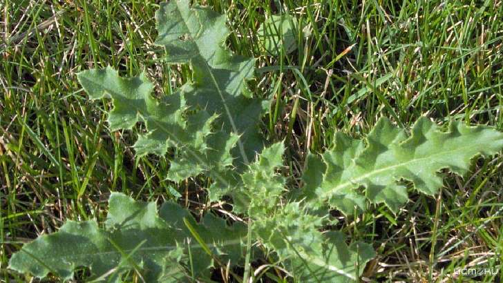 За заросшее поле в Орловской области фирме придется заплатить 200 тысяч