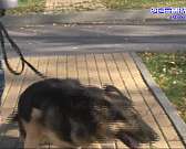 Вышли на пенсию: четвероногие помощники орловских кинологов ищут новых хозяев