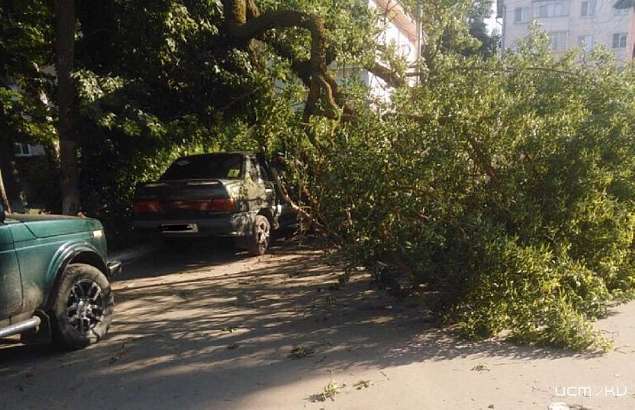 «Утро началось не с кофе»: во Мценске дерево повредило легковушку