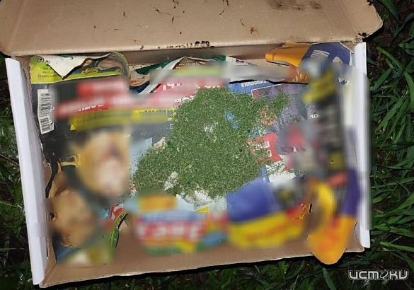 На жительницу Мценска завели дело за выращивание запрещенного растения