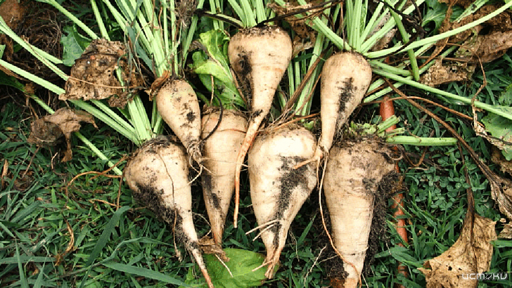 Сахарные заводы Орловщины потратили на модернизацию 400 млн рублей